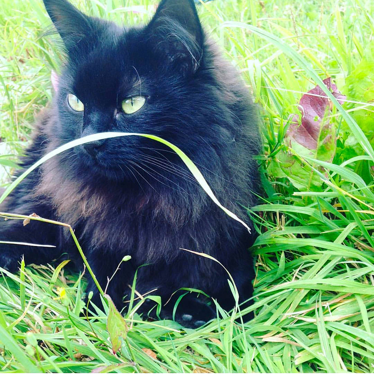 Dinah participe au concours pour gagner de l'argent avec cette photo : asian_semi_longhair, black_cat, bombay, canidae, carnivore, cat, dog_breed, domestic_long_haired_cat, felidae, grass, lawn, mammal, norwegian_forest_cat, persian, plant, small_to_medium_sized_cats, tail, vertebrate, whiskers