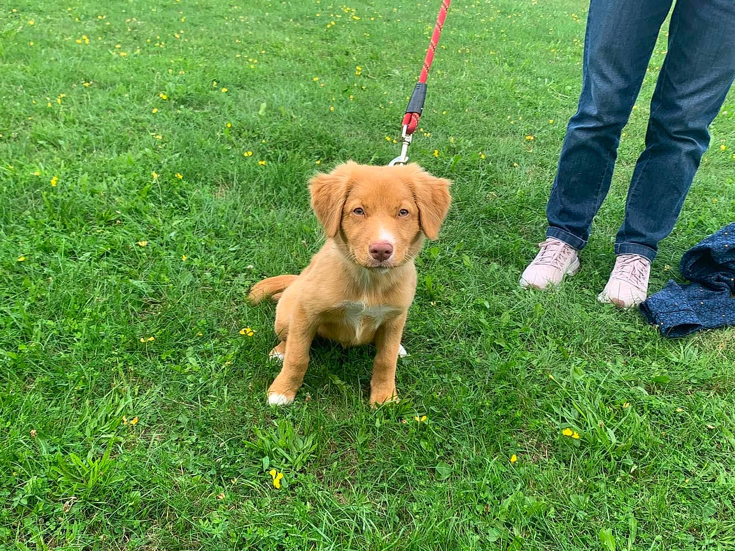 Dora a rejoint le concours — aidez-le/la à gagner de superbes lots ! canidae, carnivore, collar, companion_dog, dog, dog_breed, dog_collar, dog_walking, fashion_accessory, fawn, grass, green, groundcover, lawn, leash, pet_supply, plant, snout, sporting_group, working_animal