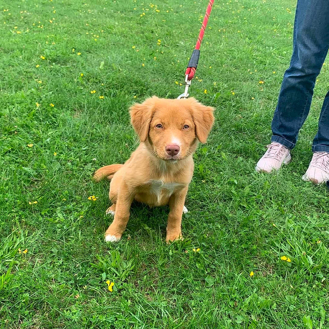 Dora