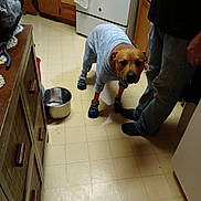 Bud joined the competition — help win amazing prizes! animal, booties, cabinet, clothing, companion, cute, dog, domestic, floor, footwear, indoors, jeans, kitchen, metal_bowl, pajamas, person, pet, socks, stove, tile_floor