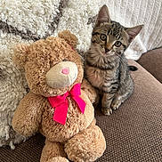 Lola joined the competition — help win amazing prizes! kitten, cat, teddy_bear, stuffed_animal, brown_couch, blanket, pink_bow, fluffy, tabby, pet, indoor, cute, furry, animal, sitting, cozy, soft, texture, companion, toy