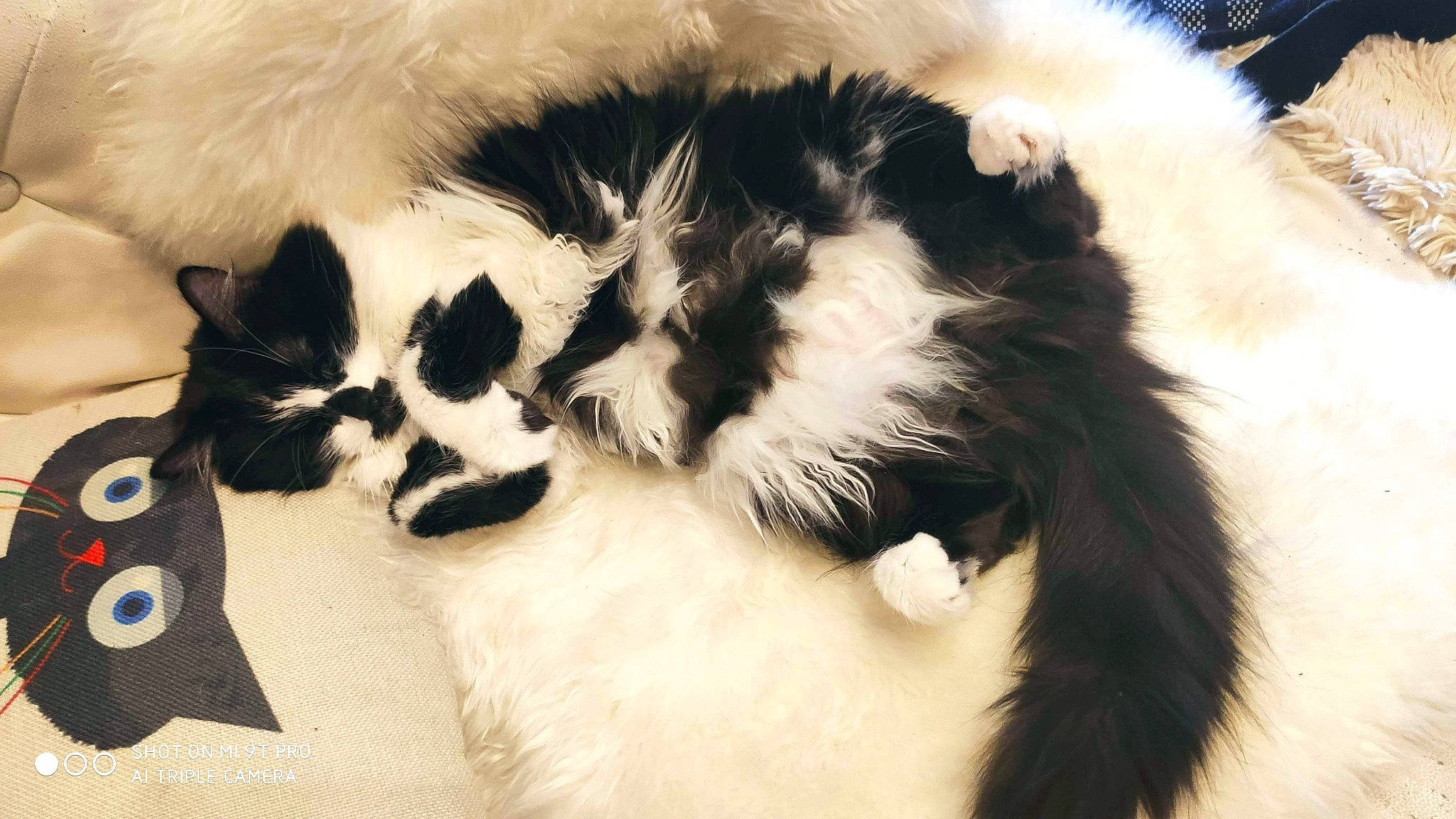 Soquette a rejoint le concours — aidez-le/la à gagner de superbes lots ! carnivore, cat, claw, comfort, ear, fang, felidae, foot, fur, mammal, paw, small_to_medium_sized_cats, snout, tail, terrestrial_animal, vertebrate, whiskers