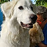 dog, white_dog, curly_dog, person, red_glasses, green_leaves, outdoor, sunlight, pet, animal, fur, close_up, portrait, nature, friendly, happy, eyes, snout, head, canine