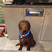 Vaiko a rejoint le concours — aidez-le/la à gagner de superbes lots ! animal, appliance, broom, brown, cabinet, chocolate_labrador, collar, counter, dog, domestic, floor, glowing, indoor, kitchen, labrador, led_collar, pet, pet_accessory, sitting, tile_floor