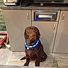 animal, appliance, broom, brown, cabinet, chocolate_labrador, collar, counter, dog, domestic, floor, glowing, indoor, kitchen, labrador, led_collar, pet, pet_accessory, sitting, tile_floor
