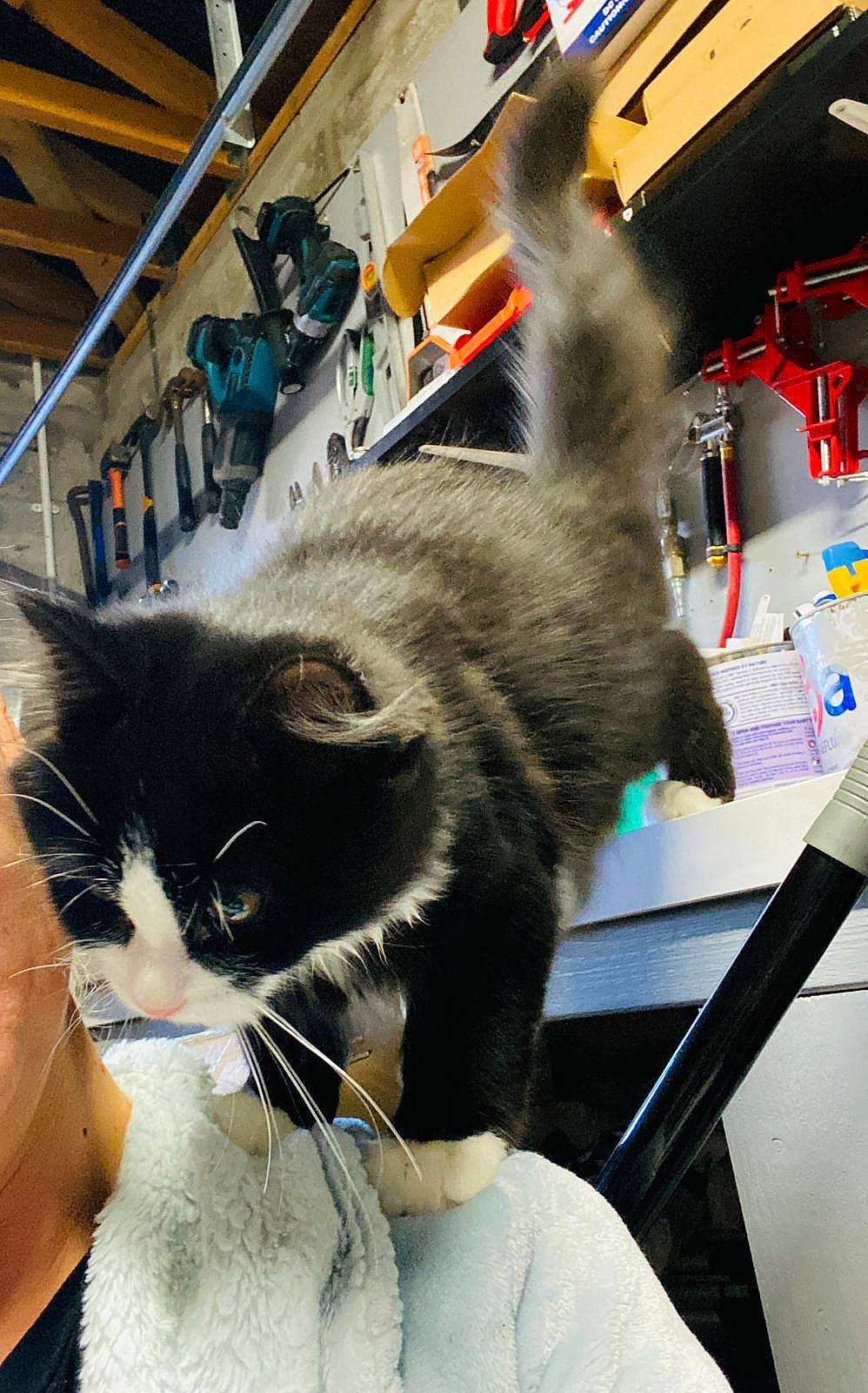 Teddy is registered to the contest to win money with this photo: box, carnivore, cat, chair, comfort, domestic_short_haired_cat, felidae, fur, mammal, metal, small_to_medium_sized_cats, snout, whiskers