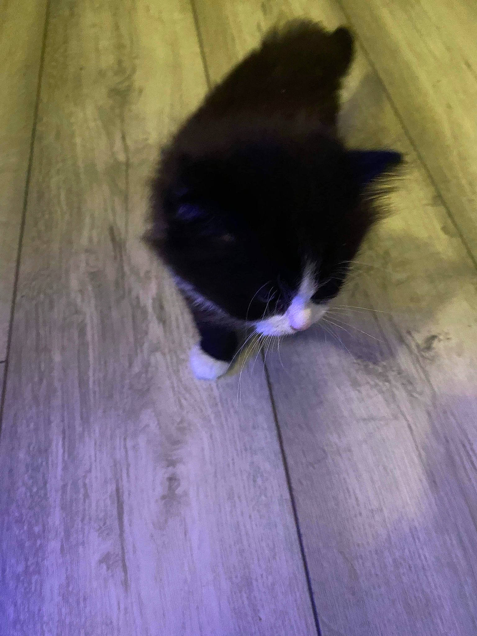 Teddy joined the competition — help win amazing prizes! carnivore, cat, electric_blue, felidae, floor, flooring, fur, hardwood, laminate_flooring, purple, shadow, small_to_medium_sized_cats, snout, tail, terrestrial_animal, tints_and_shades, whiskers, wood, wood_flooring, wood_stain