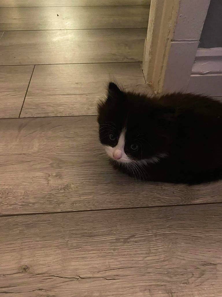 Teddy is registered to the contest to win money with this photo: carnivore, cat, felidae, floor, flooring, fur, grey, hardwood, laminate_flooring, plank, plywood, small_to_medium_sized_cats, snout, tail, tints_and_shades, varnish, whiskers, wood, wood_flooring, wood_stain