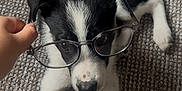 Dahlia joined the competition — help win amazing prizes! puppy, dog, black_and_white, glasses, carpet, hand, pet, cute, lying_down, indoors, young_dog, fur, animal, domestic_animal, white_paws, black_ears, nostrils, snout, portrait, playful