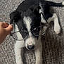 puppy, dog, black_and_white, glasses, carpet, hand, pet, cute, lying_down, indoors, young_dog, fur, animal, domestic_animal, white_paws, black_ears, nostrils, snout, portrait, playful