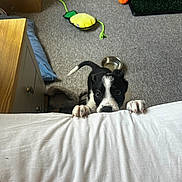 Dahlia joined the competition — help win amazing prizes! puppy, dog, black_and_white, carpet, bed, paw, toy, water_bowl, pet_bed, indoor, curious, playful, animal, furniture, room, carpeted_floor, canine, claws, looking_up, home