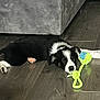 puppy, dog, sleeping, toy, rope_toy, floor, wooden_floor, couch, black_and_white, pet, animal, indoor, resting, cute, young_dog, fur, paw, relaxed, domestic_animal, pet_toy