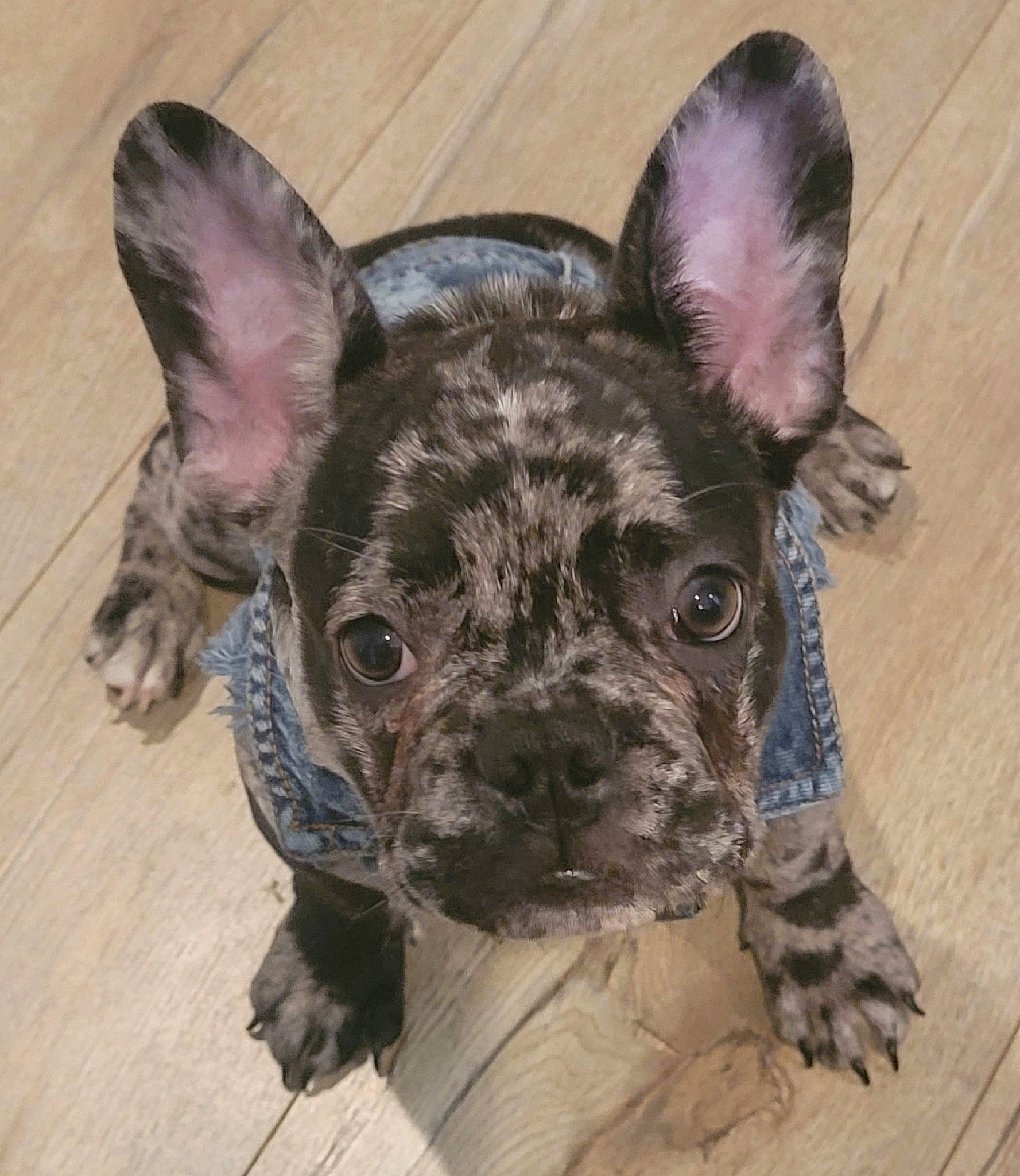 Ali Reyes joined the competition — help win amazing prizes! bulldog, canidae, carnivore, companion_dog, dog, dog_breed, ear, eye, fawn, fur, head, liver, snout, sporting_group, terrestrial_animal, toy_dog, whiskers, wood, working_animal, wrinkle