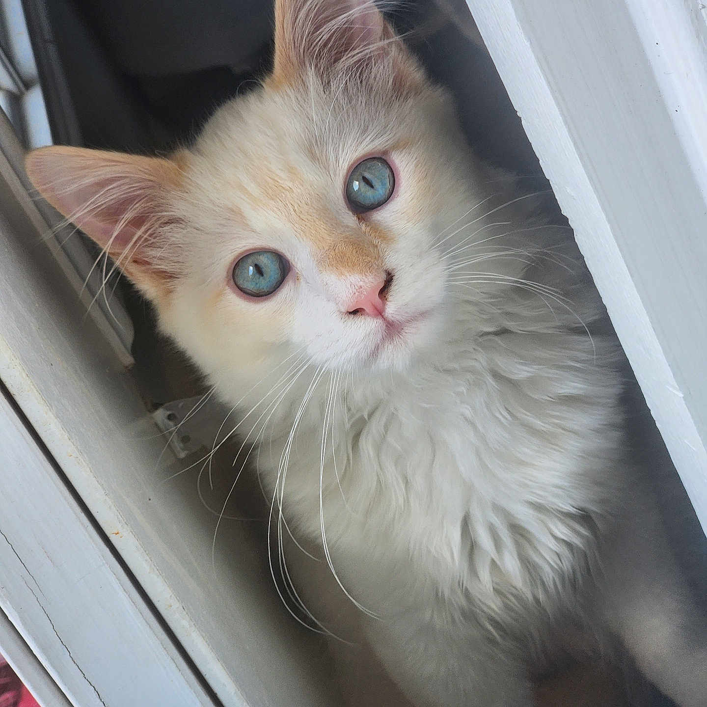 Sushi is registered to the contest to win money with this photo: abyssinian, angora, animal, cat, kitten, manx, pet, siamese