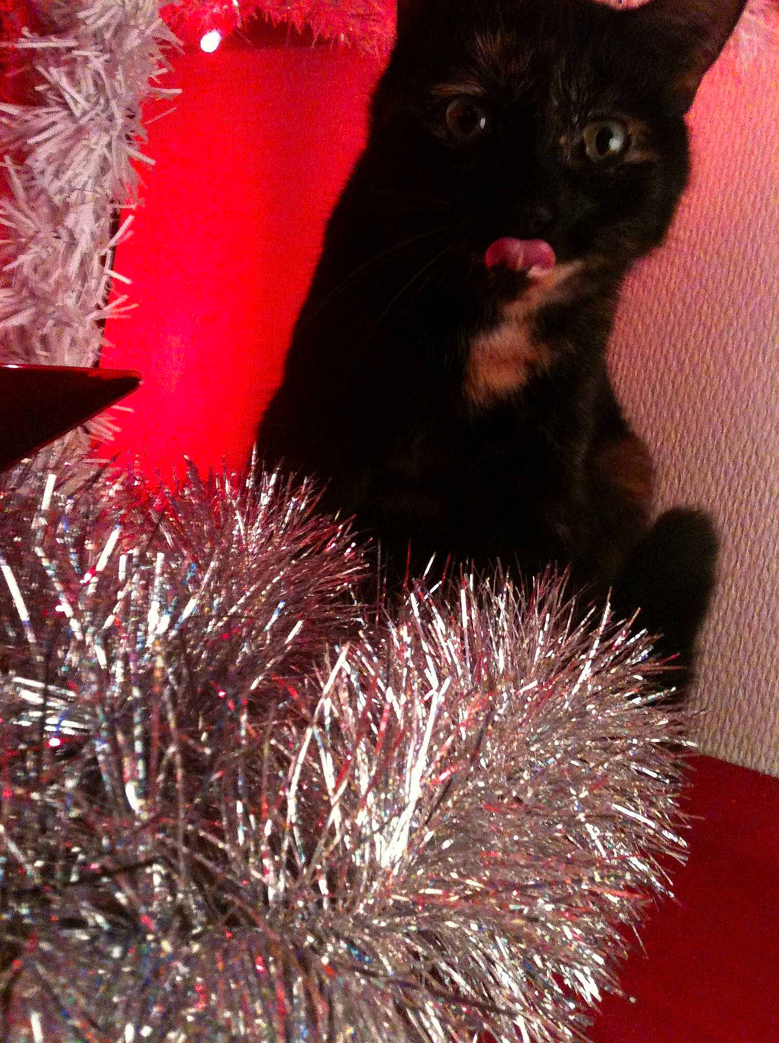 Noisette participe au concours pour gagner de l'argent avec cette photo :