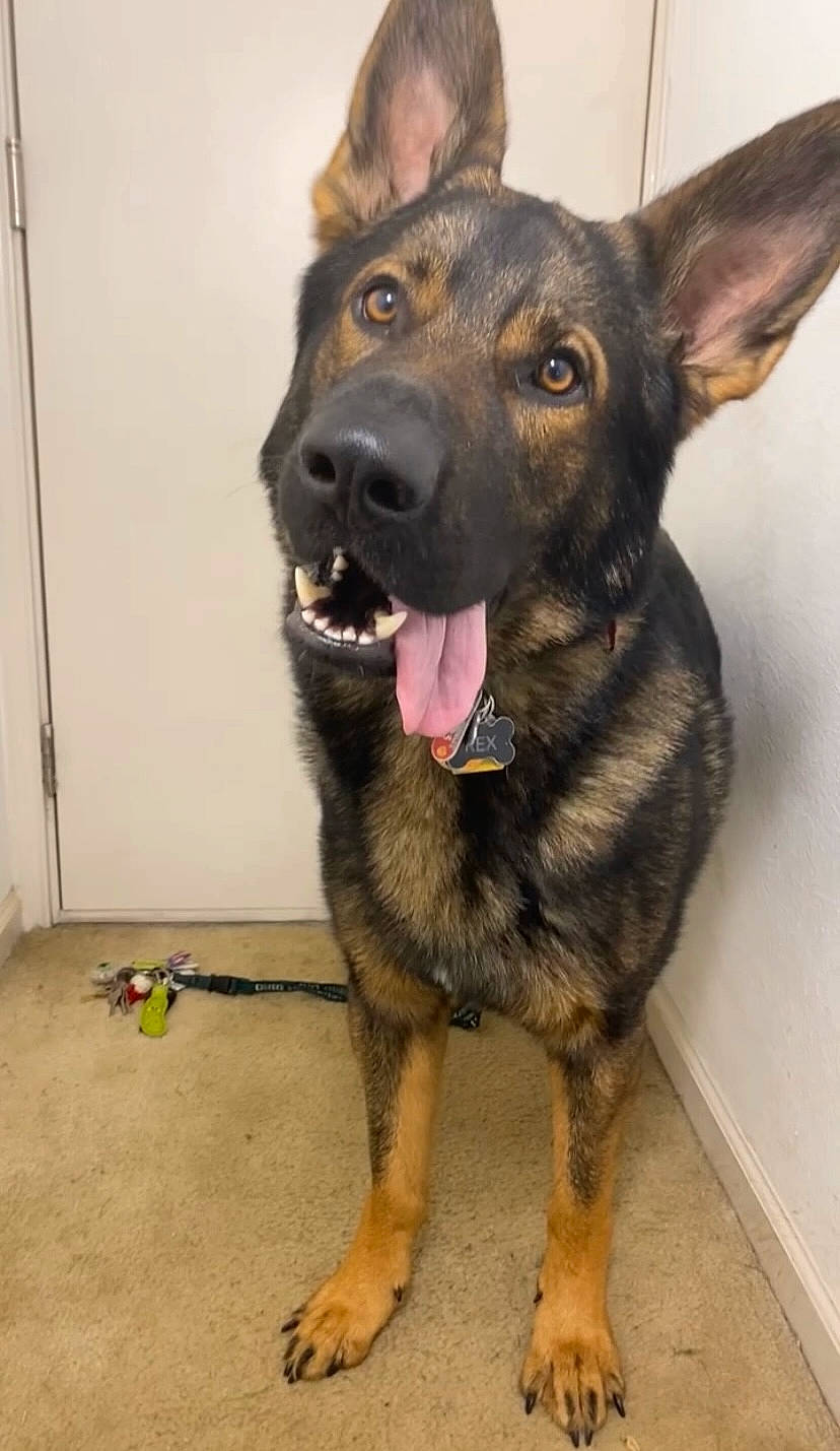 Rex is registered to the contest to win money with this photo: canidae, carnivore, collar, companion_dog, dog, dog_breed, dog_supply, ear, east_european_shepherd, fur, german_shepherd_dog, guard_dog, herding_dog, king_shepherd, old_german_shepherd_dog, pet_supply, snout, sporting_group, whiskers, working_animal