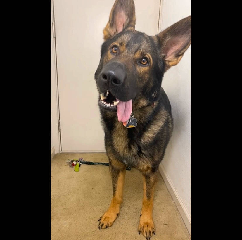 Rex joined the competition — help win amazing prizes! canidae, carnivore, companion_dog, dog, dog_breed, east_european_shepherd, fur, german_shepherd_dog, guard_dog, herding_dog, king_shepherd, law_enforcement, old_german_shepherd_dog, paw, sporting_group, working_animal, working_dog