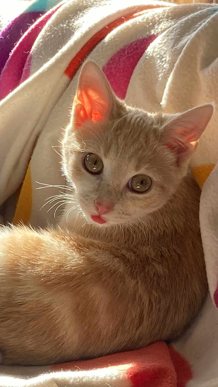 Cannelle