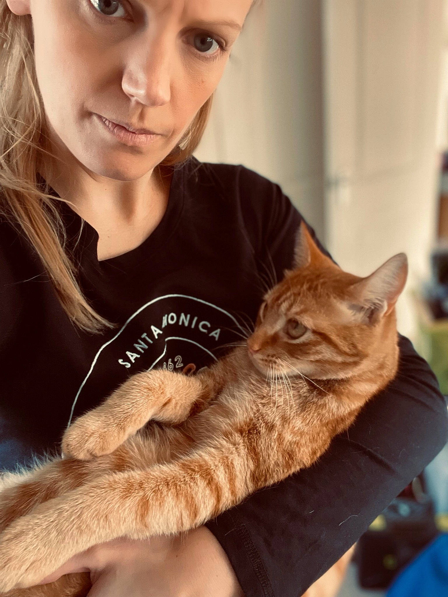 Twix joined the competition — help win amazing prizes! brown_hair, carnivore, cat, claw, comfort, companion_dog, domestic_short_haired_cat, ear, eyelash, fawn, felidae, fur, gesture, happy, lap, paw, sitting, small_to_medium_sized_cats, tail, whiskers