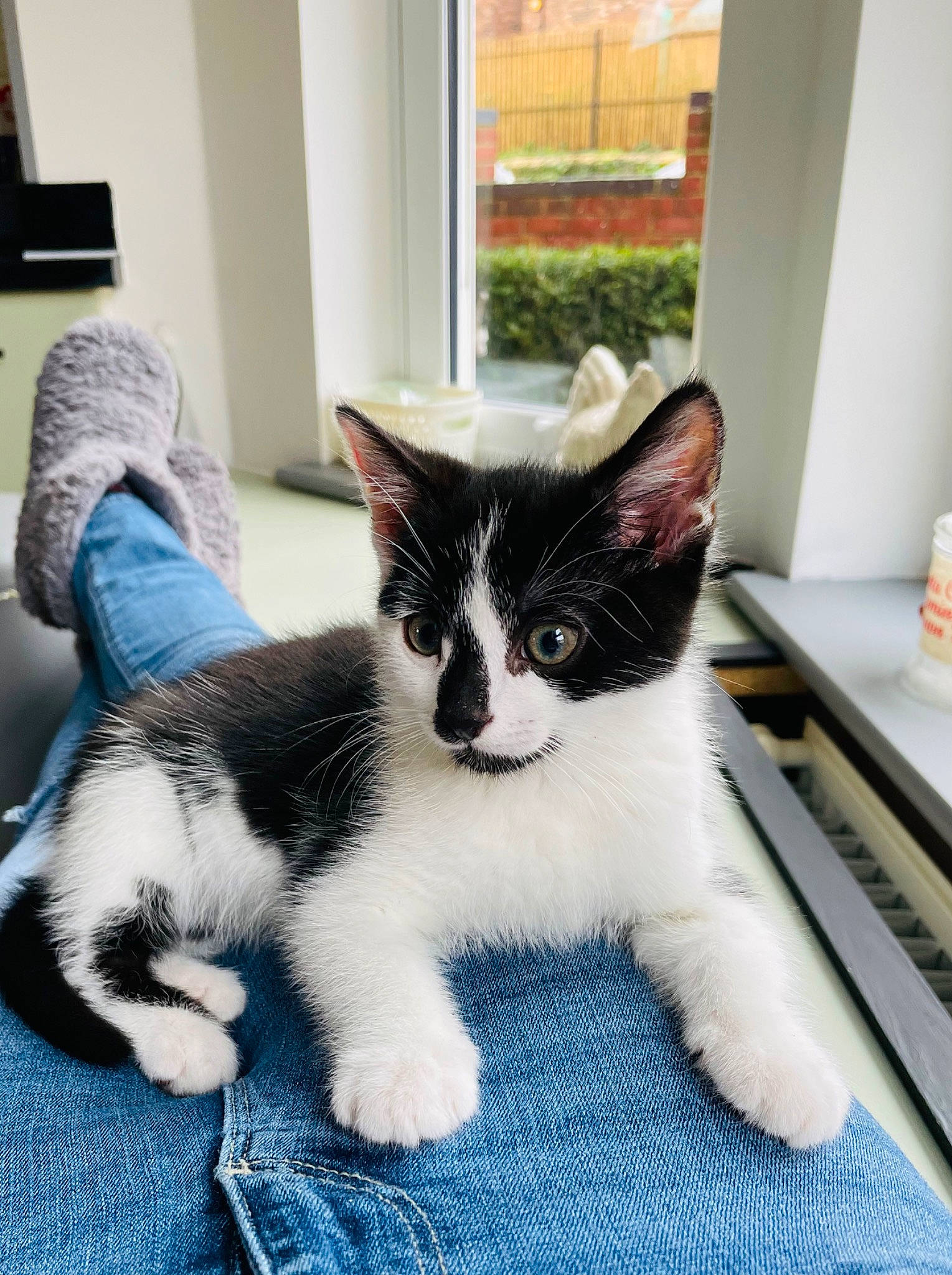 Badger is registered to the contest to win money with this photo: carnivore, cat, claw, comfort, domestic_short_haired_cat, felidae, flooring, foot, fur, paw, sitting, small_to_medium_sized_cats, snout, tail, terrestrial_animal, whiskers, window