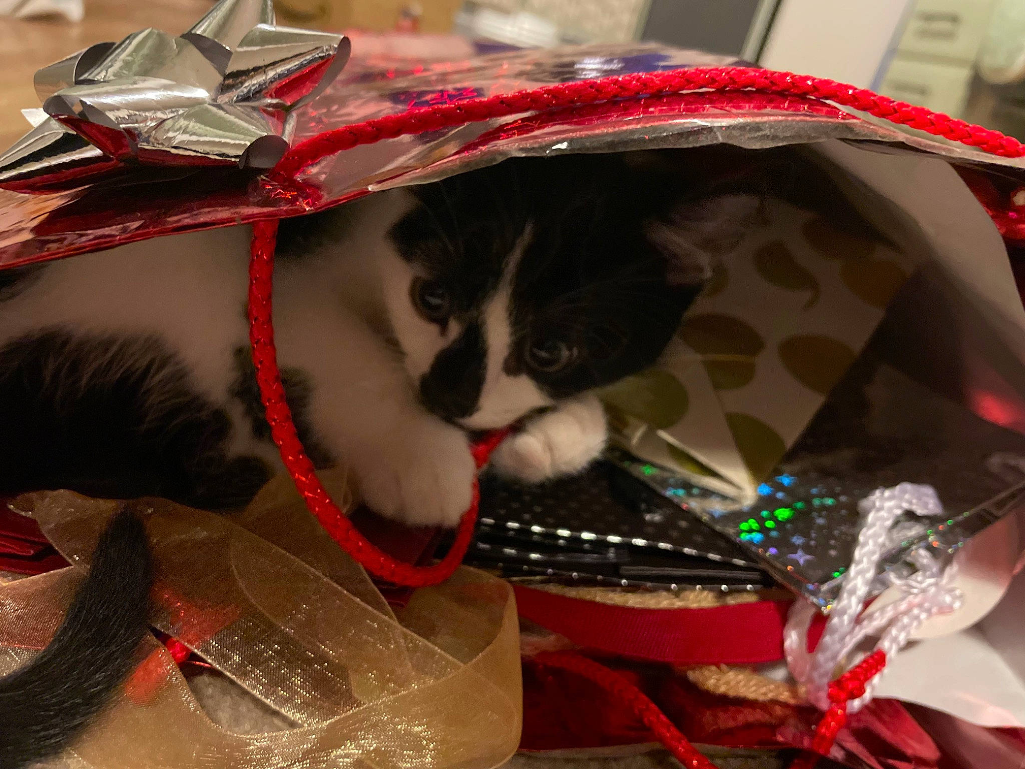 Badger is registered to the contest to win money with this photo: bag, basket, carnivore, cat, christmas, christmas_ornament, collar, event, eyewear, fashion_accessory, fawn, felidae, fur, headgear, holiday, present, red, small_to_medium_sized_cats, tradition, whiskers