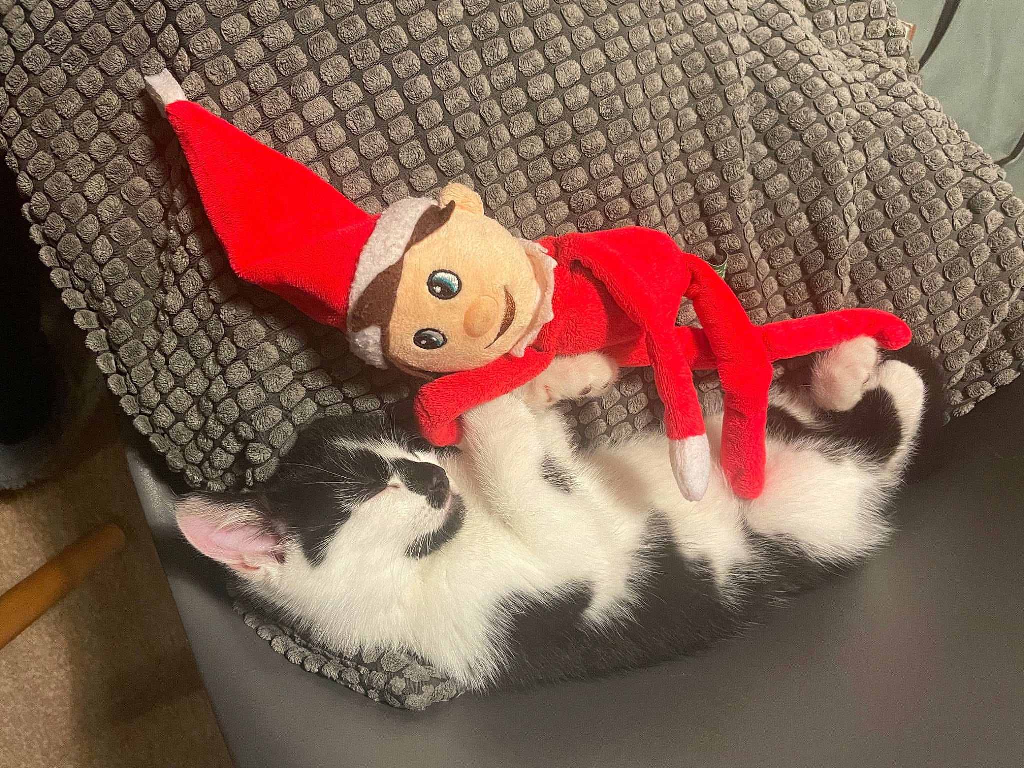 Badger joined the competition — help win amazing prizes! art, cap, carmine, christmas, christmas_ornament, costume_hat, doll, fawn, felidae, fictional_character, fur_clothing, head, linens, ornament, plush, stuffed_toy, tail, toy, whiskers, wool