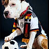 animal, black_background, brown_fur, cap, chain, collar, cute, dog, fashion, indoor, jersey, paw, pet, portrait, scarf, soccer_ball, sport_fan, studio, text_overlay, white_fur