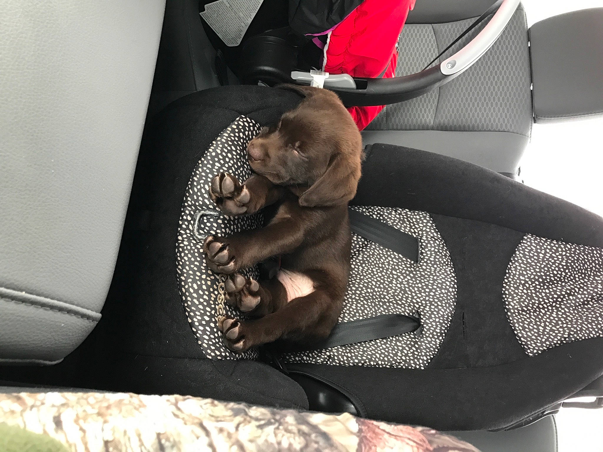 Kash is registered to the contest to win money with this photo: auto_part, automotive_design, baby_products, bag, black, car_seat, car_seat_cover, carmine, comfort, fashion_accessory, human_leg, knee, leg, luggage_and_bags, motor_vehicle, personal_protective_equipment, steering_wheel, thigh, vehicle, vehicle_door