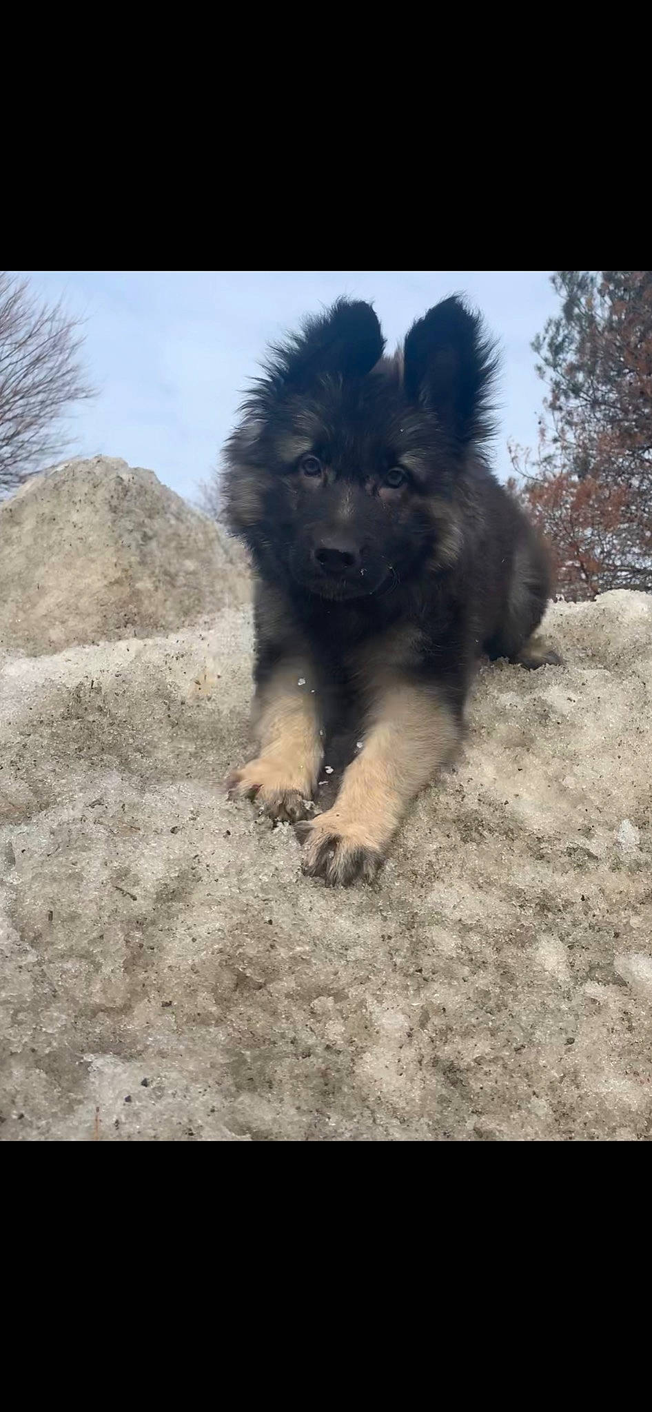 Kratos joined the competition — help win amazing prizes! bohemian_shepherd, canidae, carnivore, caucasian_shepherd_dog, dog, dog_breed, eurasier, german_shepherd_dog, herding_dog, mammal, old_german_shepherd_dog, puppy, vertebrate