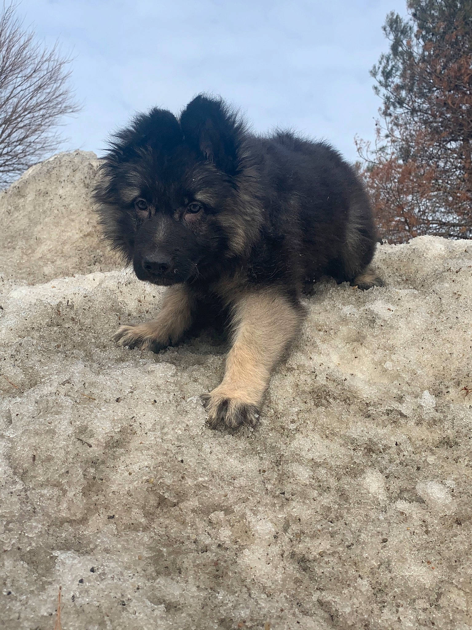 Kratos joined the competition — help win amazing prizes! canidae, cao_da_serra_de_aires, carnivore, caucasian_shepherd_dog, dog, dog_breed, gaddi_kutta, herding_dog, mammal, puppy, sarplaninac, sporting_group, vertebrate