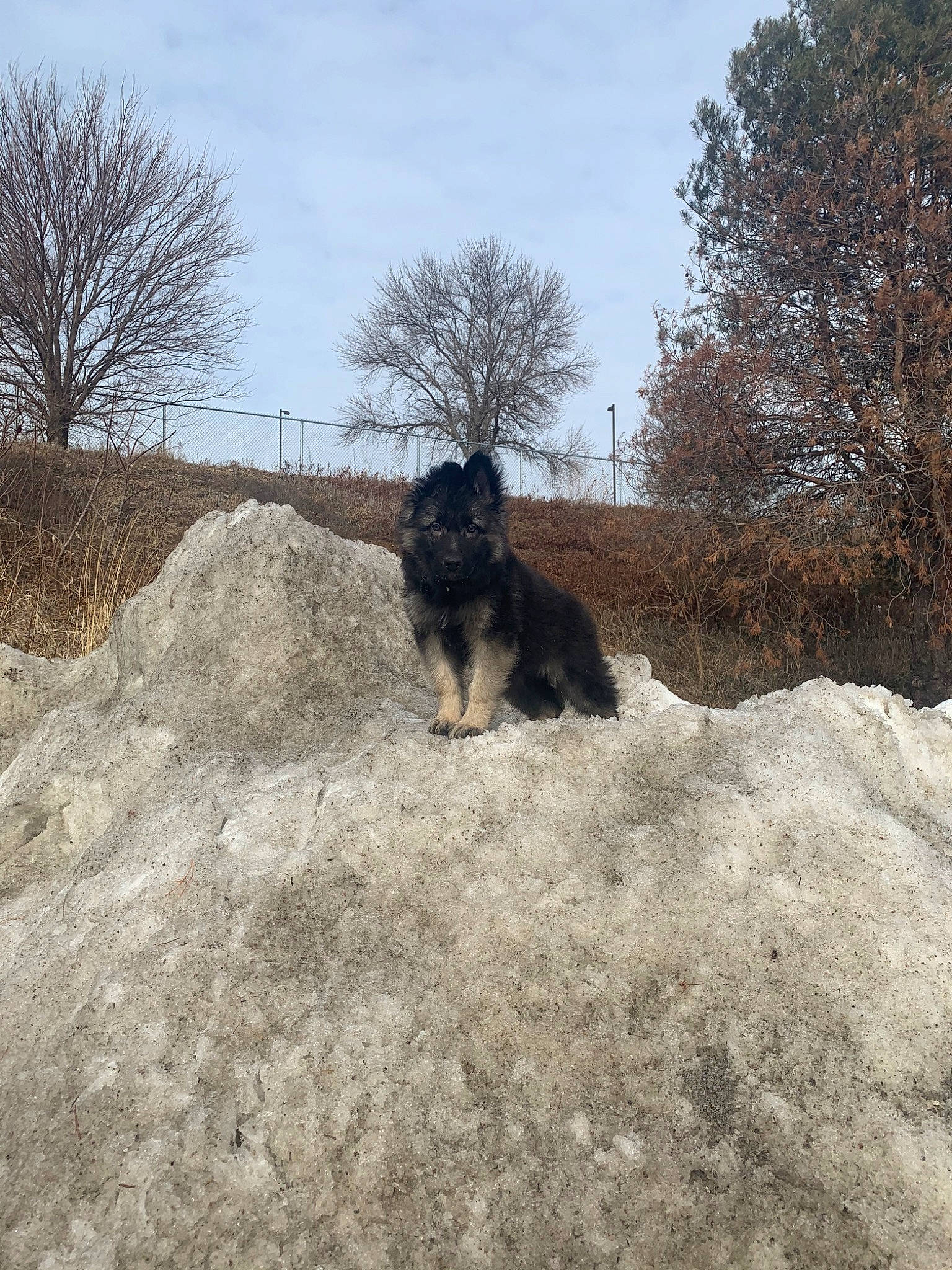 Kratos is registered to the contest to win money with this photo: canidae, carnivore, dog, dog_breed, hovawart, mountain, snow, soil, sporting_group, winter