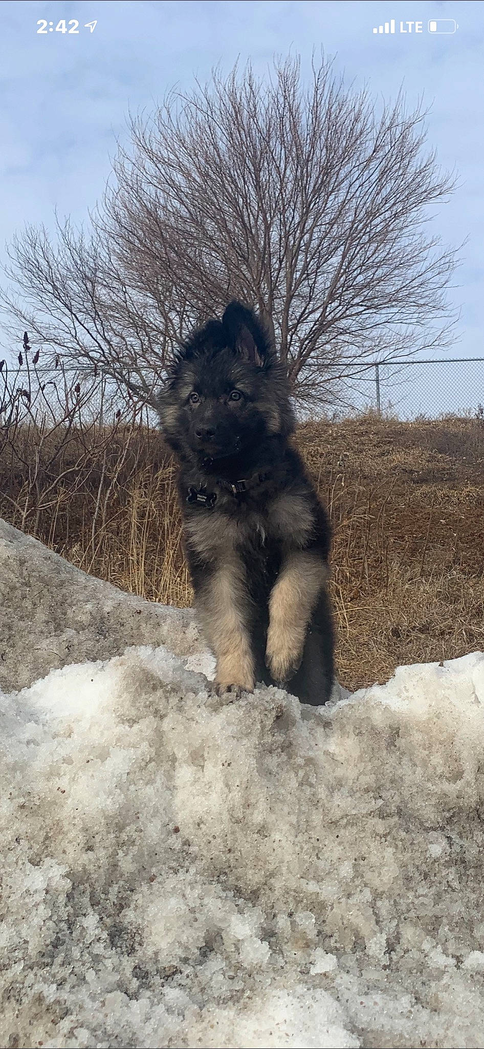 Kratos joined the competition — help win amazing prizes! canidae, cao_da_serra_de_aires, carnivore, caucasian_shepherd_dog, dog, dog_breed, winter