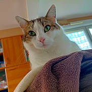 Funny a rejoint le concours — aidez-le/la à gagner de superbes lots ! abyssinian, animal, architecture, blanket, bookcase, cat, closet, couch, cupboard, furniture, hardwood, indoors, manx, person, pet, plywood, shelf, siamese, towel, wood