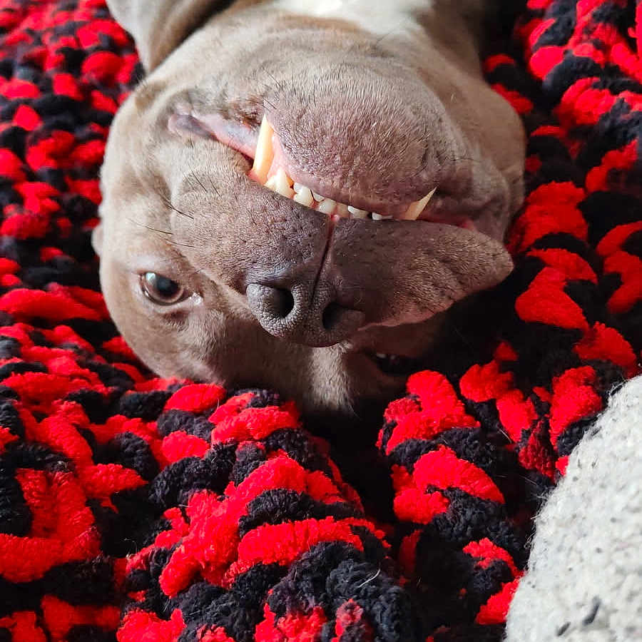 Sunny participe au concours pour gagner de l'argent avec cette photo : animal, black, blanket, canine, closeup, cozy, cute, dog, fur, indoors, nose, pet, playful, portrait, red, relaxed, resting, smiling, teeth, upside_down