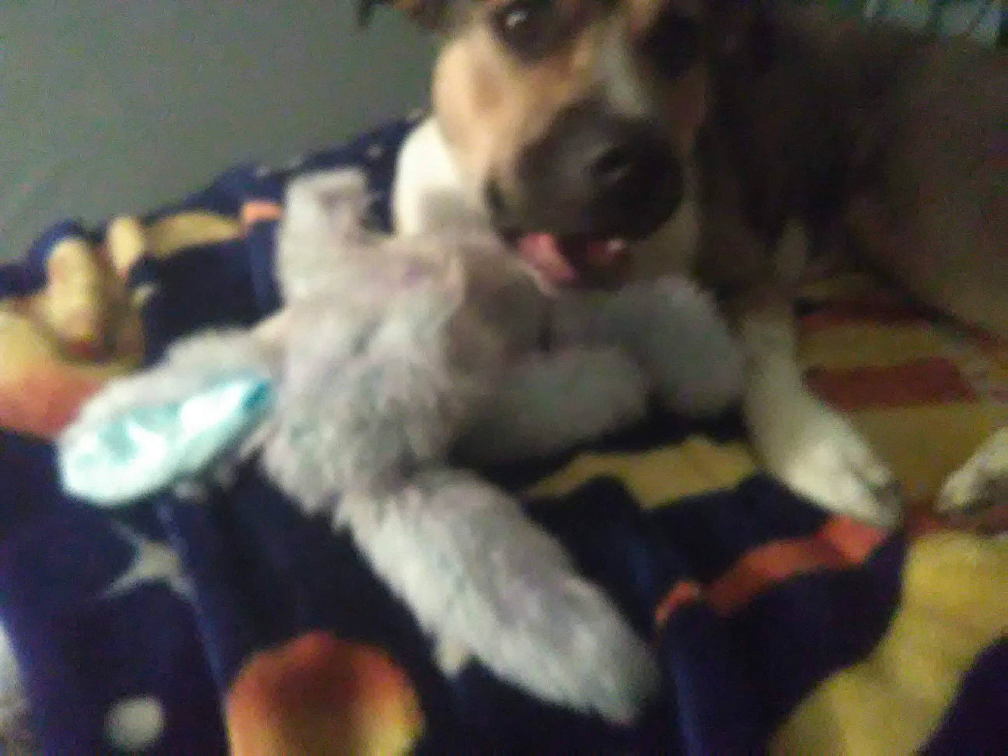 Jojo is registered to the contest to win money with this photo: carnivore, comfort, companion_dog, dog, dog_breed, dog_supply, fang, fur, giant_dog_breed, mammal, non_sporting_group, paw, tail, terrestrial_animal, whiskers, working_animal, working_dog