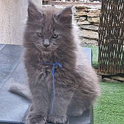 Berlioz participe au concours pour gagner de l'argent avec cette photo : kitten, cat, gray_cat, fluffy, blue_string, pet, animal, outdoor, greenery, stone_wall, curious, feline, young_cat, fur, whiskers, ears, tail, sitting, looking, domestic_animal