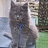 kitten, cat, gray_cat, fluffy, blue_string, pet, animal, outdoor, greenery, stone_wall, curious, feline, young_cat, fur, whiskers, ears, tail, sitting, looking, domestic_animal