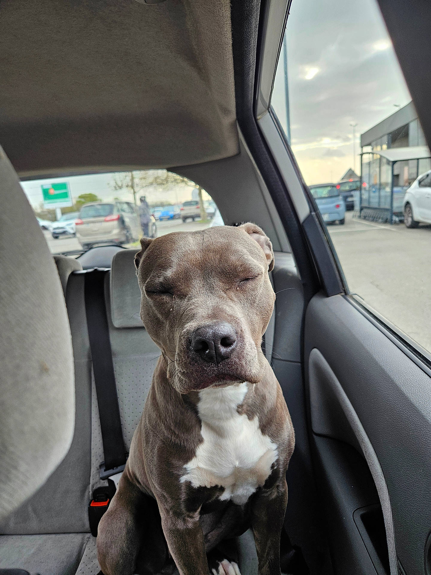 Athena participe au concours pour gagner de l'argent avec cette photo : animal, backseat, calm, car, closed_eyes, daylight, dog, fur, gray, indoor, muzzle, parking_lot, pet, pitbull, road, seatbelt, sitting, vehicle, white, window