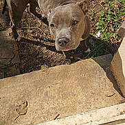 Athena participe au concours pour gagner de l'argent avec cette photo : dog, gray_dog, outdoor, dirt, concrete_step, curious, looking_up, pet, canine, animal, sunlight, greenery, yard, nature, ears, snout, four_legs, alert, daylight, domestic_animal