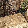 dog, gray_dog, outdoor, dirt, concrete_step, curious, looking_up, pet, canine, animal, sunlight, greenery, yard, nature, ears, snout, four_legs, alert, daylight, domestic_animal