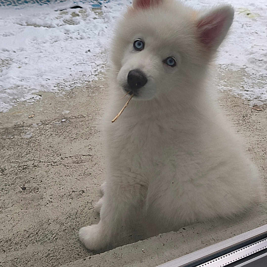 Alaska participe au concours pour gagner de l'argent avec cette photo : puppy, dog, white_fur, blue_eyes, snow, outdoor, curious, pet, animal, glass_door, winter, fluffy, cute, young_dog, sitting, twig, patio, background, nature, cold