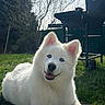 dog, white_dog, blue_eyes, grass, outdoor, backyard, barbecue_grill, smiling, happy, pet, sunlight, nature, tree, leafless_tree, spring, canine, animal, fur, lying_down, daytime