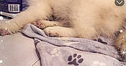Alaska a rejoint le concours — aidez-le/la à gagner de superbes lots ! dog, puppy, sleeping, blanket, paw_print, dog_food, floor, wall, indoor, cozy, cute, pet, animal, resting, white_fur, snuggle, soft, nap, funny_text, snapchat_filter