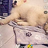 dog, puppy, sleeping, blanket, paw_print, dog_food, floor, wall, indoor, cozy, cute, pet, animal, resting, white_fur, snuggle, soft, nap, funny_text, snapchat_filter