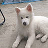 puppy, dog, white_fur, blue_eyes, outdoor, concrete_floor, table, tablecloth, chair, mat, pet, animal, cute, lying_down, young_dog, domestic_animal, fluffy, curious, resting, backyard