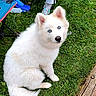 dog, white_dog, blue_eyes, grass, outdoor, pet, canine, fluffy, sitting, lawn, person, sneakers, chair, casual, nature, animal, curious, daylight, relaxing, footwear