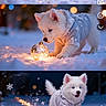 Alaska a rejoint le concours — aidez-le/la à gagner de superbes lots ! puppy, dog, white_dog, snow, winter, jacket, playing, ornament, glowing, twilight, snowflakes, cute, animal, outdoor, cold, exploring, running, joyful, festive, sparkles