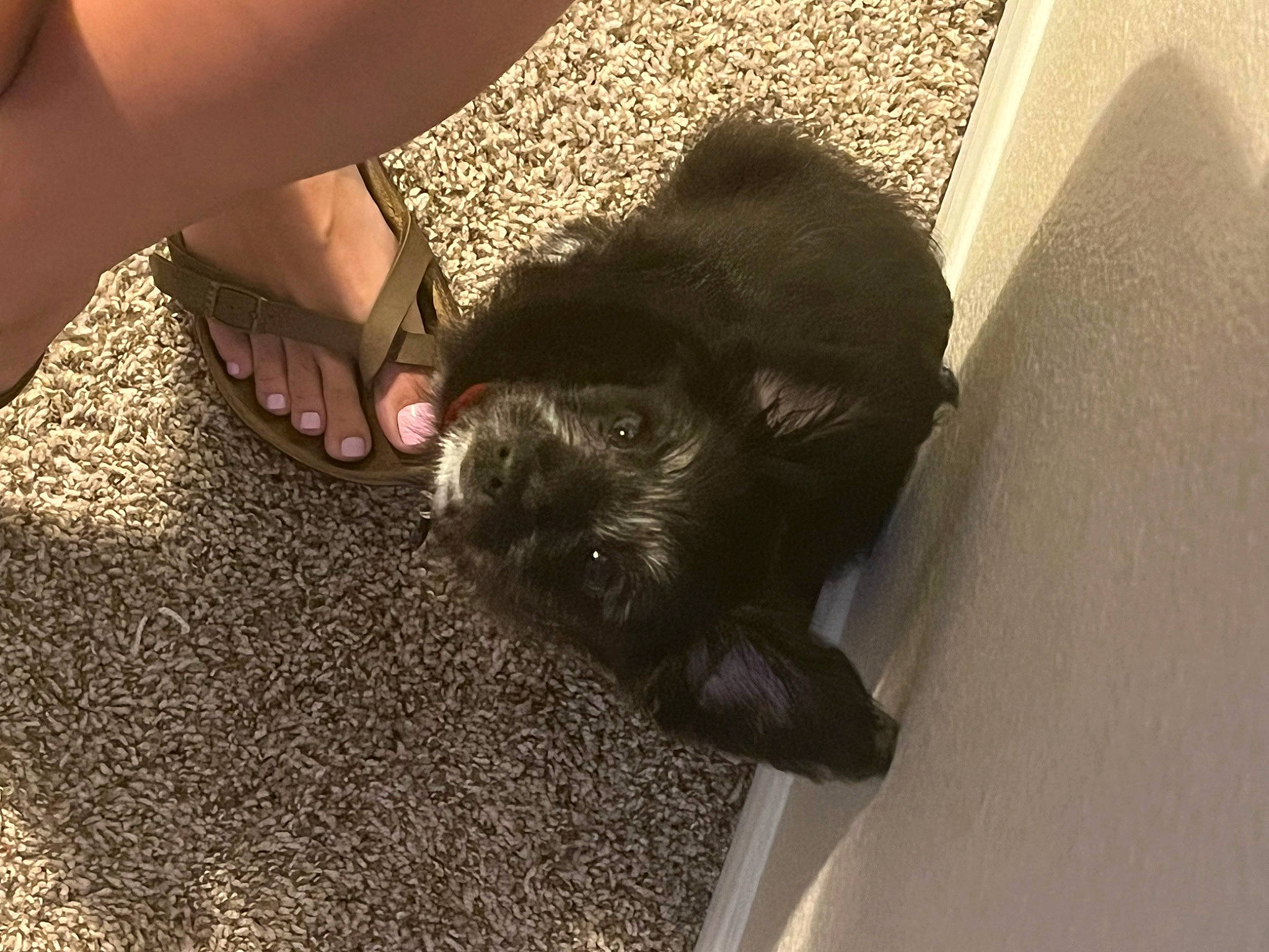 Macie Mae joined the competition — help win amazing prizes! canidae, carnivore, claw, comfort, companion_dog, dog, dog_breed, felidae, floor, flooring, foot, fur, human_leg, small_to_medium_sized_cats, snout, soil, tail, terrestrial_animal, whiskers, working_animal