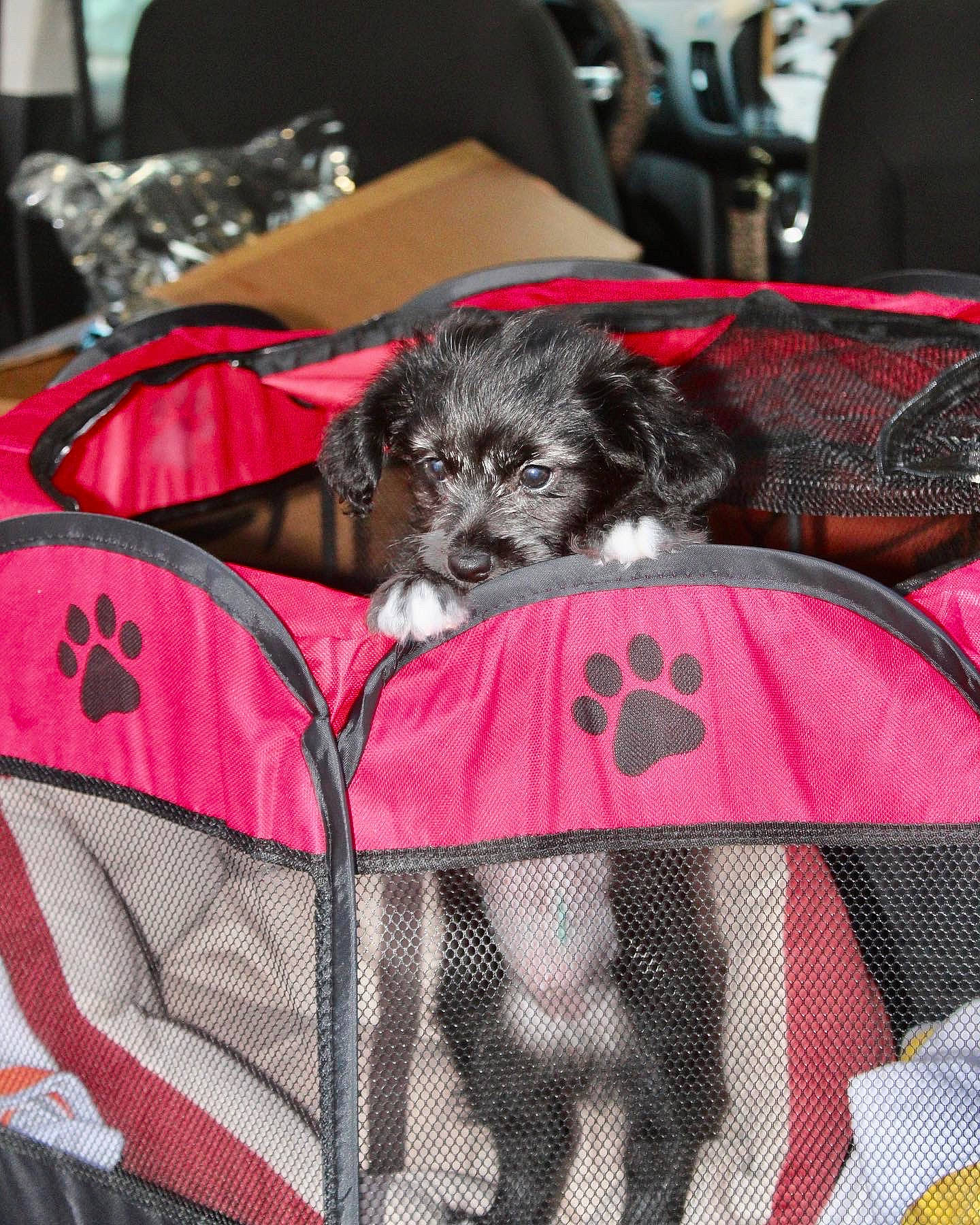 Macie Mae joined the competition — help win amazing prizes! canidae, carnivore, chair, comfort, companion_dog, dog, dog_breed, dog_clothes, dog_supply, fur, linens, magenta, pattern, pet_supply, sleeve, snout, sporting_group, terrier, toy_dog, working_animal