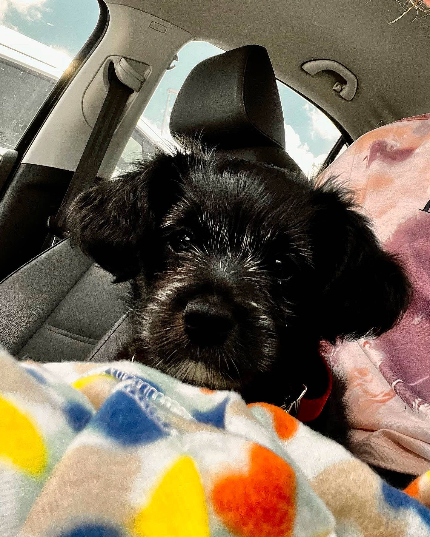 Macie Mae is registered to the contest to win money with this photo: auto_part, automotive_design, car, car_seat, car_seat_cover, carnivore, comfort, companion_dog, dog, dog_breed, dog_supply, head_restraint, mammal, motor_vehicle, snout, toy_dog, vehicle, vehicle_door, window, working_animal